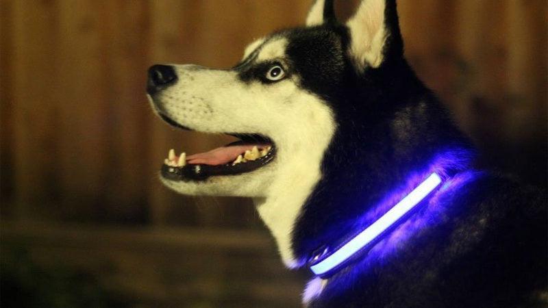 Collar para perros con luz LED