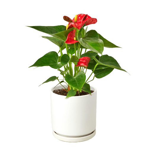 Anthurium 'Red'