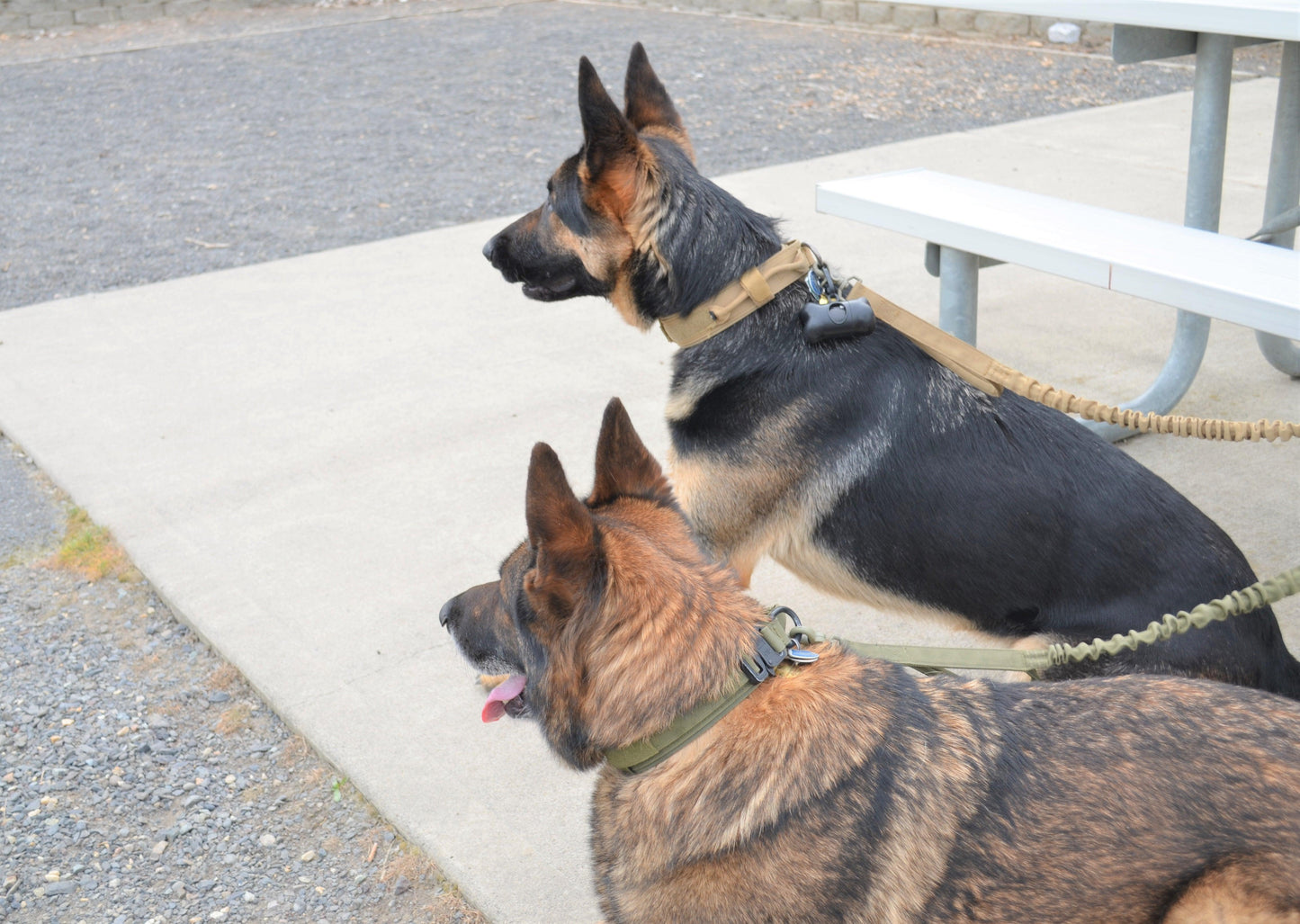 Arnés, collar y correa tácticos para perros militares (conjunto completo)