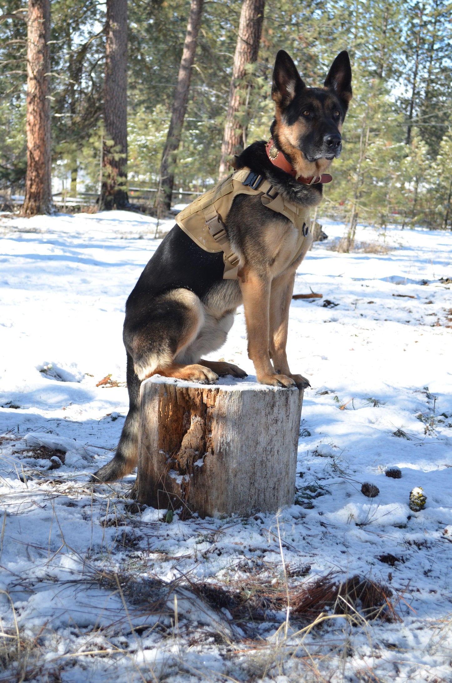 Arnés, collar y correa tácticos para perros militares (conjunto completo)